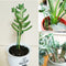 2/5/10pcs Plastic Plant Holder