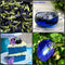 Blue Butterfly Elixir: Pure Thai Clitoria Ternatea Tea