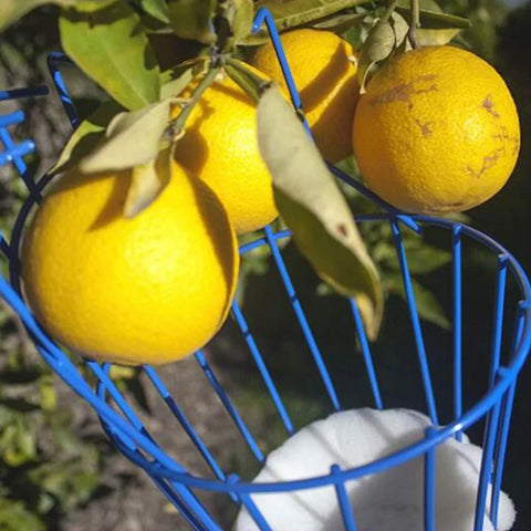 Fruit Picking Basket
